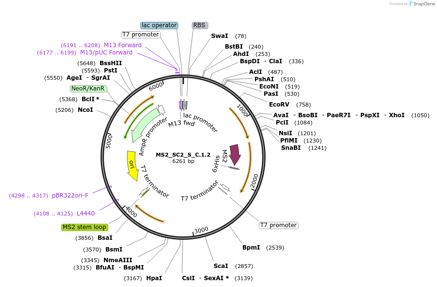177367-plasmid-map-sequence-id-347828