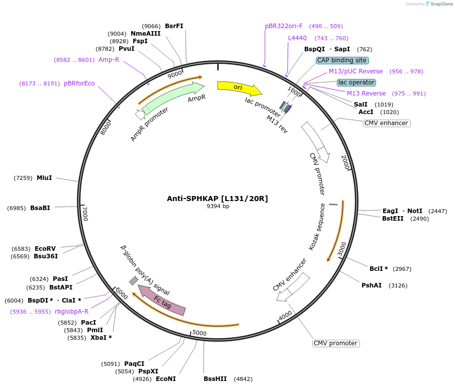 177478-plasmid-map-sequence-id-347843