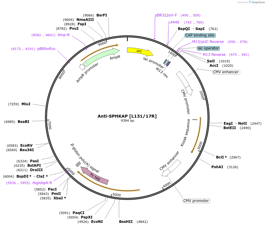 177477-plasmid-map-sequence-id-347844
