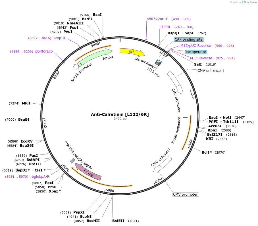 177468-plasmid-map-sequence-id-347850