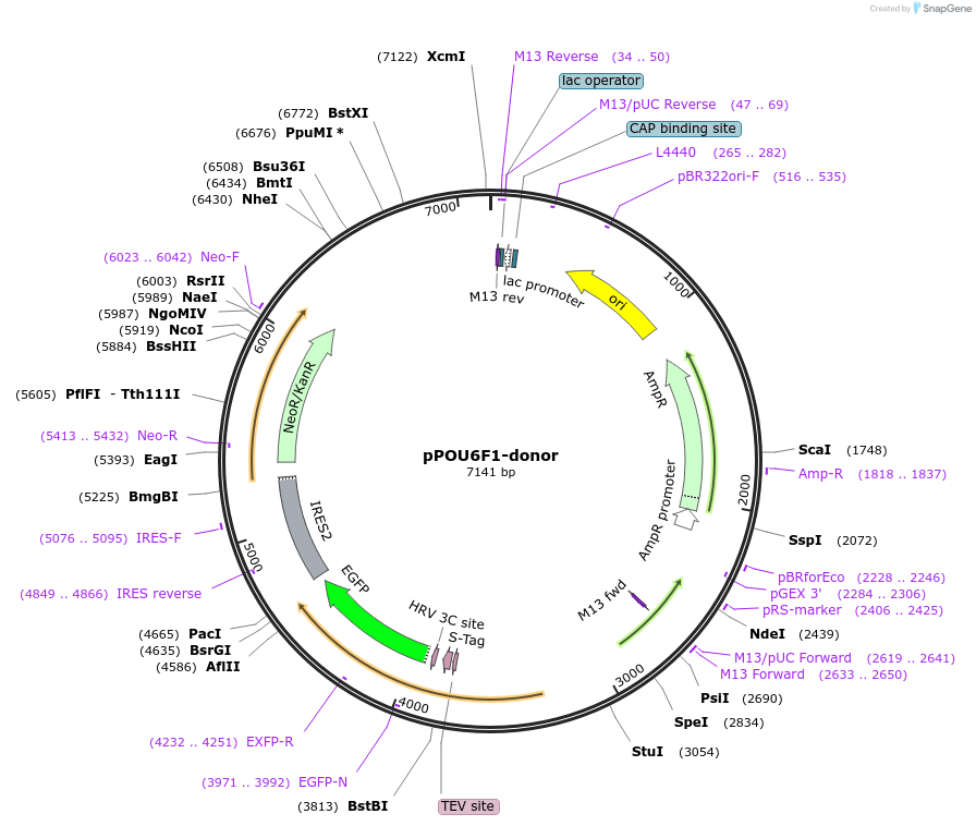 176359-plasmid-map-sequence-id-347859