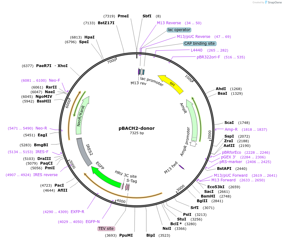 176357-plasmid-map-sequence-id-347870