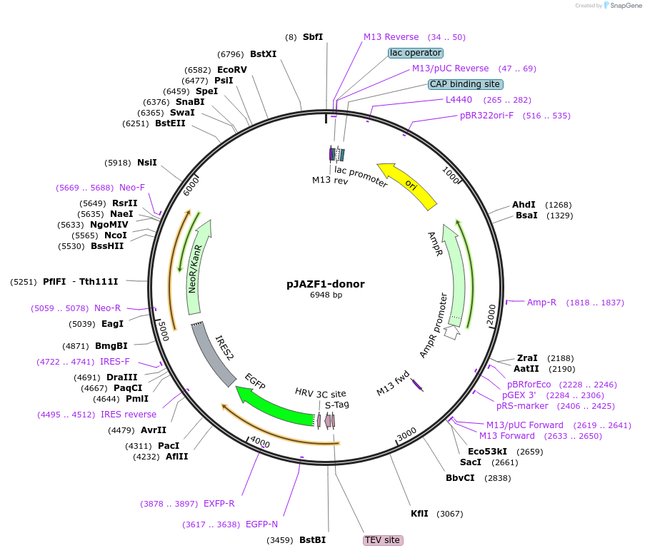 176352-plasmid-map-sequence-id-347876