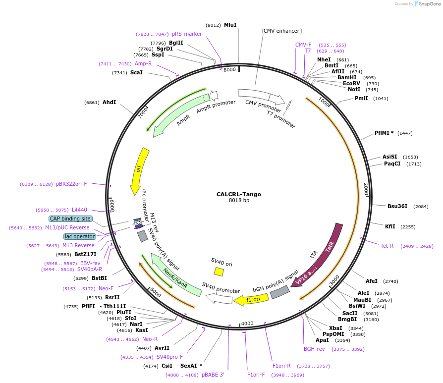 66234-plasmid-map-sequence-id-347881