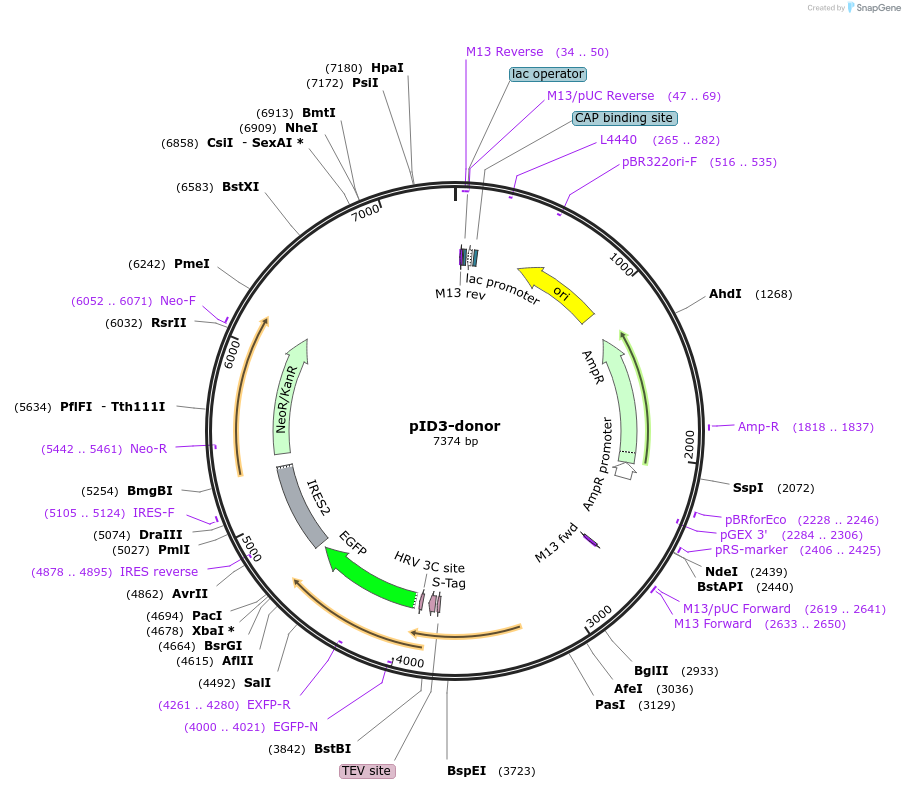 176342-plasmid-map-sequence-id-347890