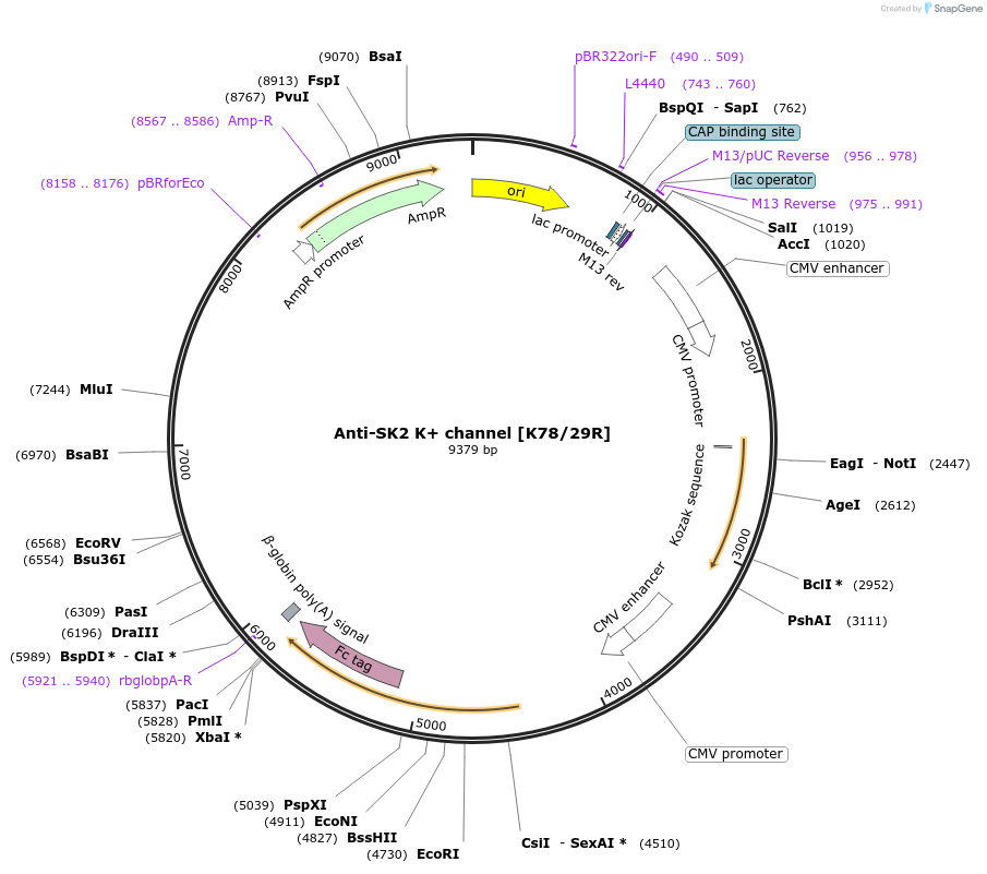 177448-plasmid-map-sequence-id-347914