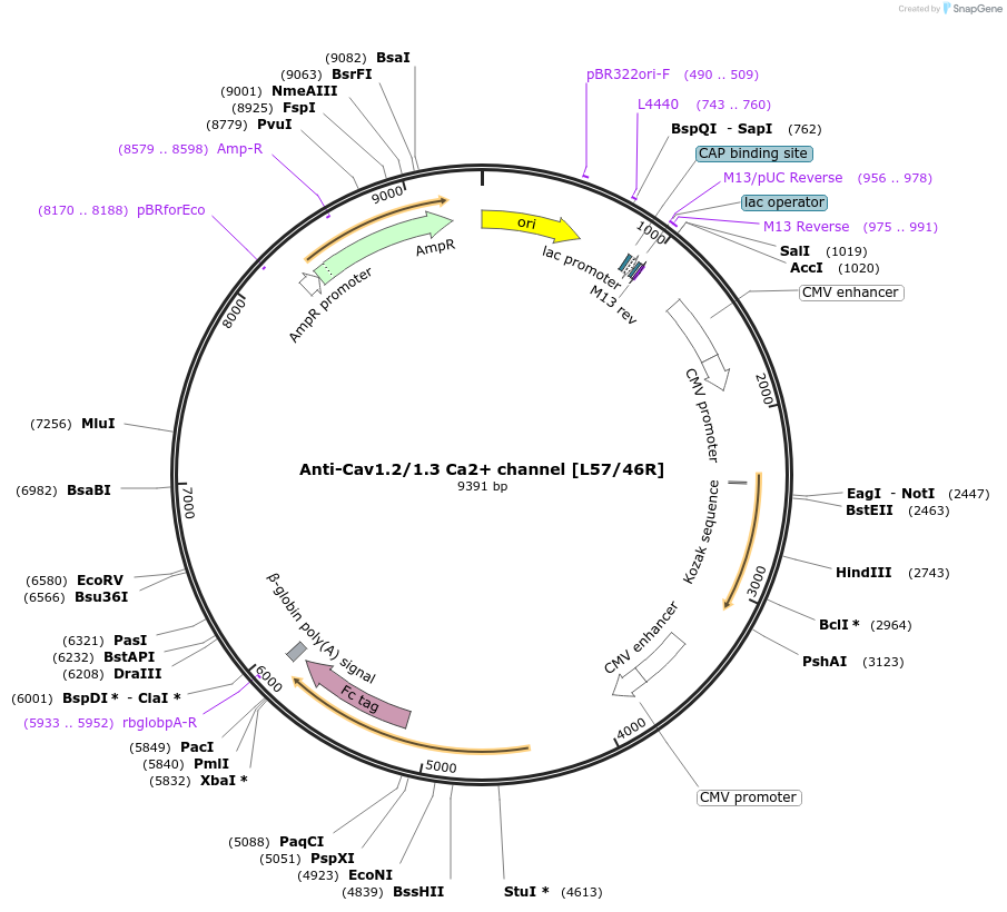 177485-plasmid-map-sequence-id-347921