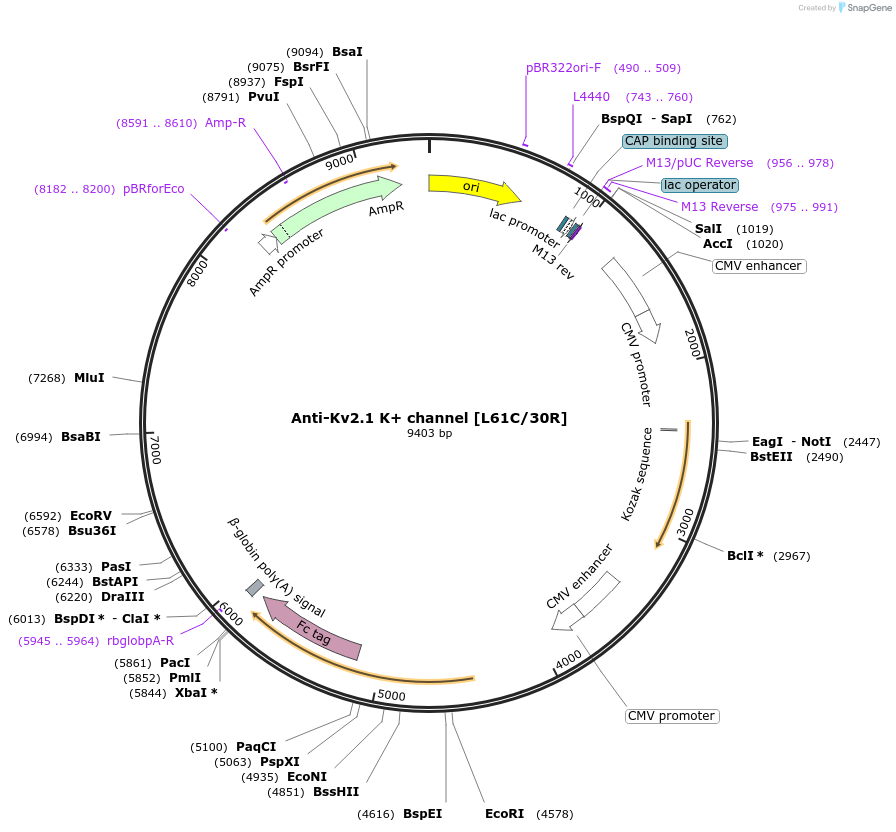 177487-plasmid-map-sequence-id-347923