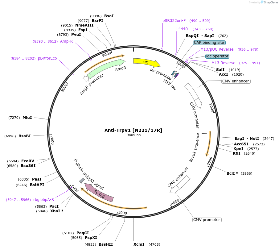 177517-plasmid-map-sequence-id-347924