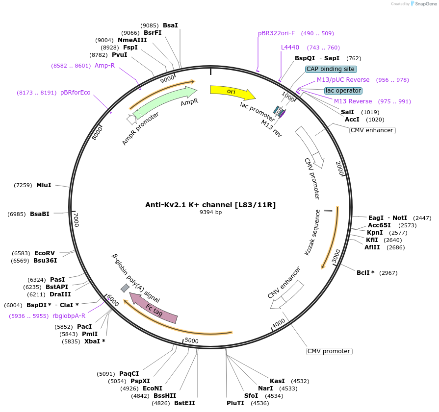 177490-plasmid-map-sequence-id-347926