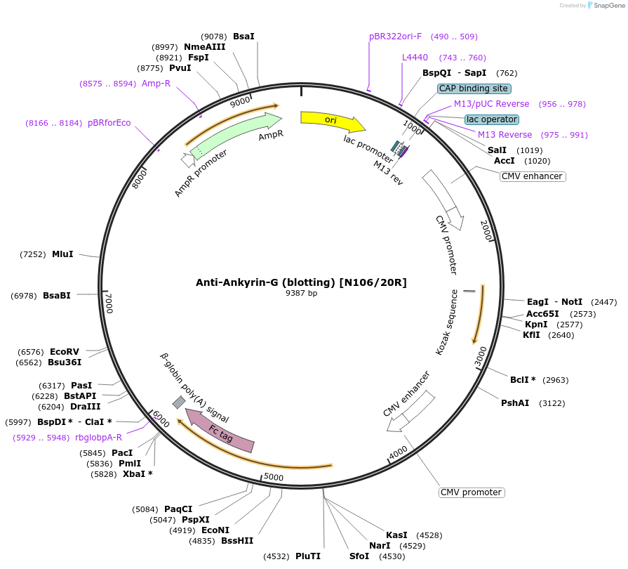 177495-plasmid-map-sequence-id-347934