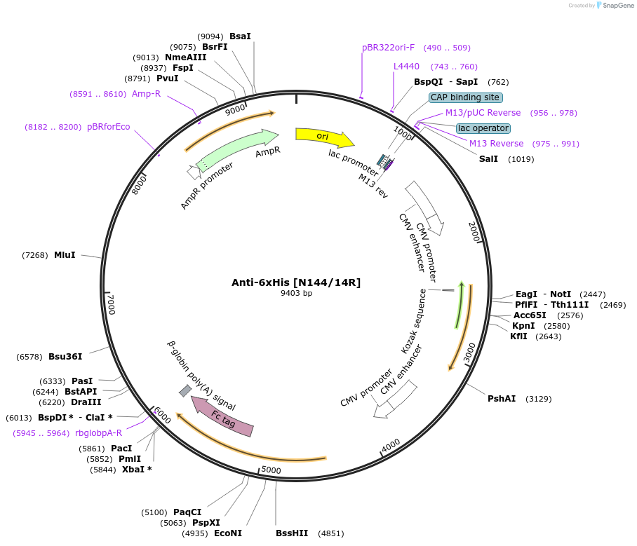 177500-plasmid-map-sequence-id-347941
