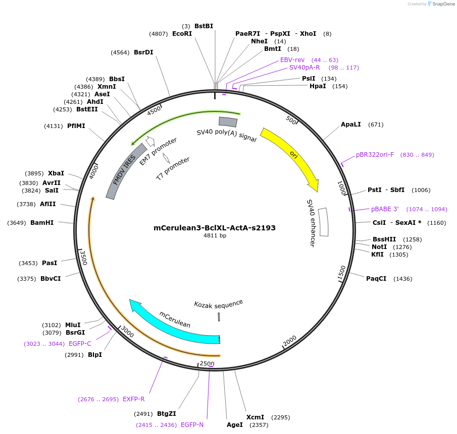 177411-plasmid-map-sequence-id-347943