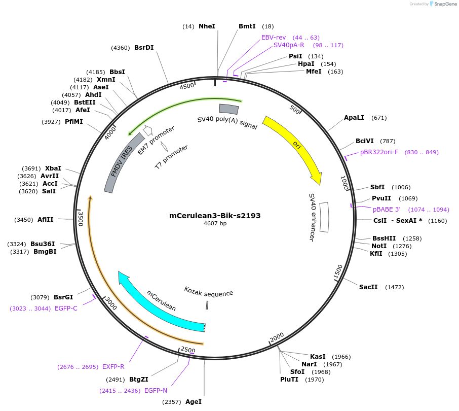177425-plasmid-map-sequence-id-347947