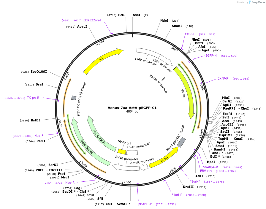 177405-plasmid-map-sequence-id-347977