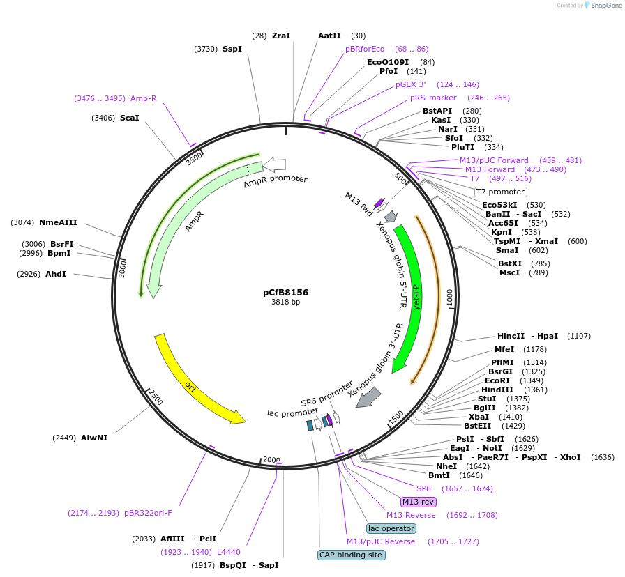 175200-plasmid-map-sequence-id-347988