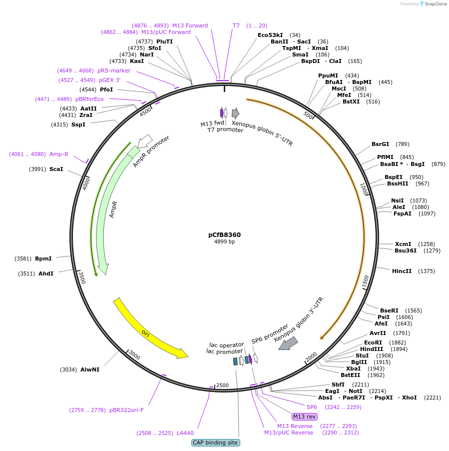 175210-plasmid-map-sequence-id-347990