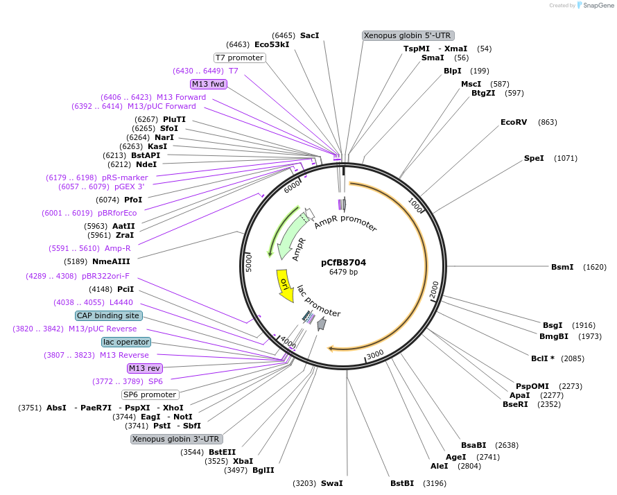 175211-plasmid-map-sequence-id-347992