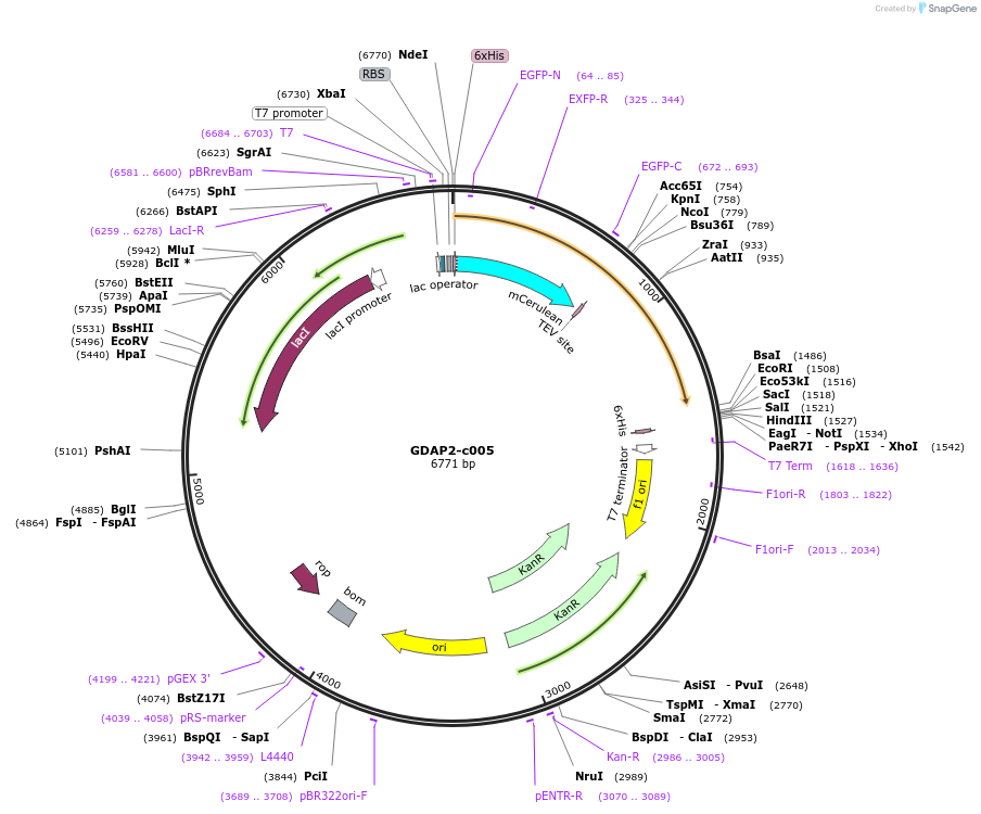 173110-plasmid-map-sequence-id-347993