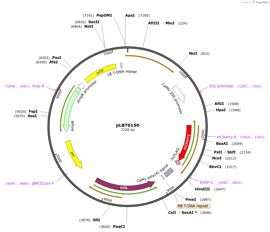 172811-plasmid-map-sequence-id-347997