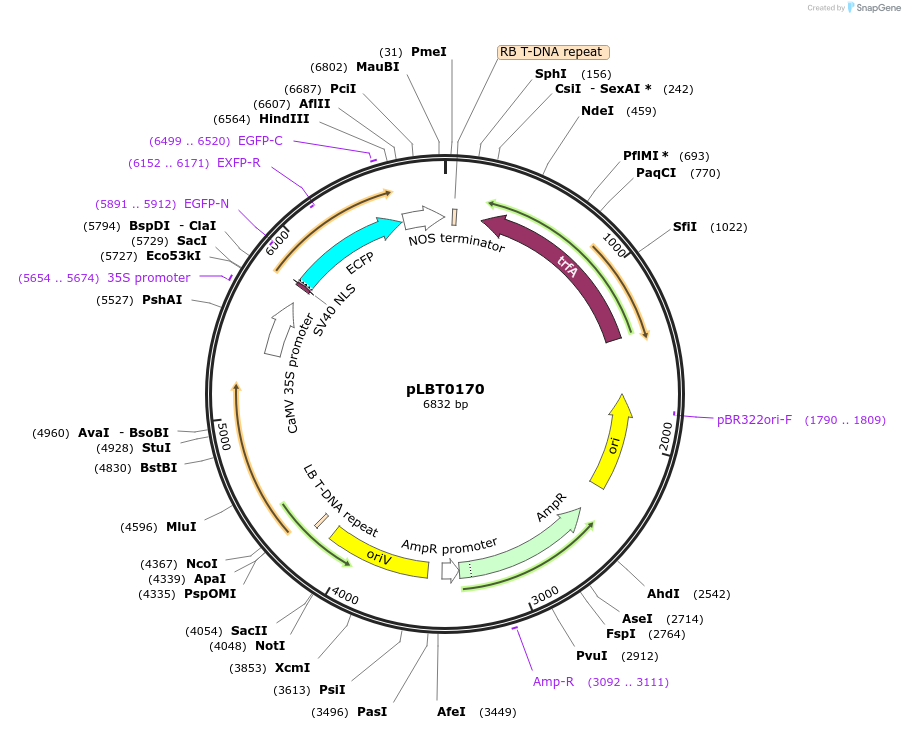 172813-plasmid-map-sequence-id-347999