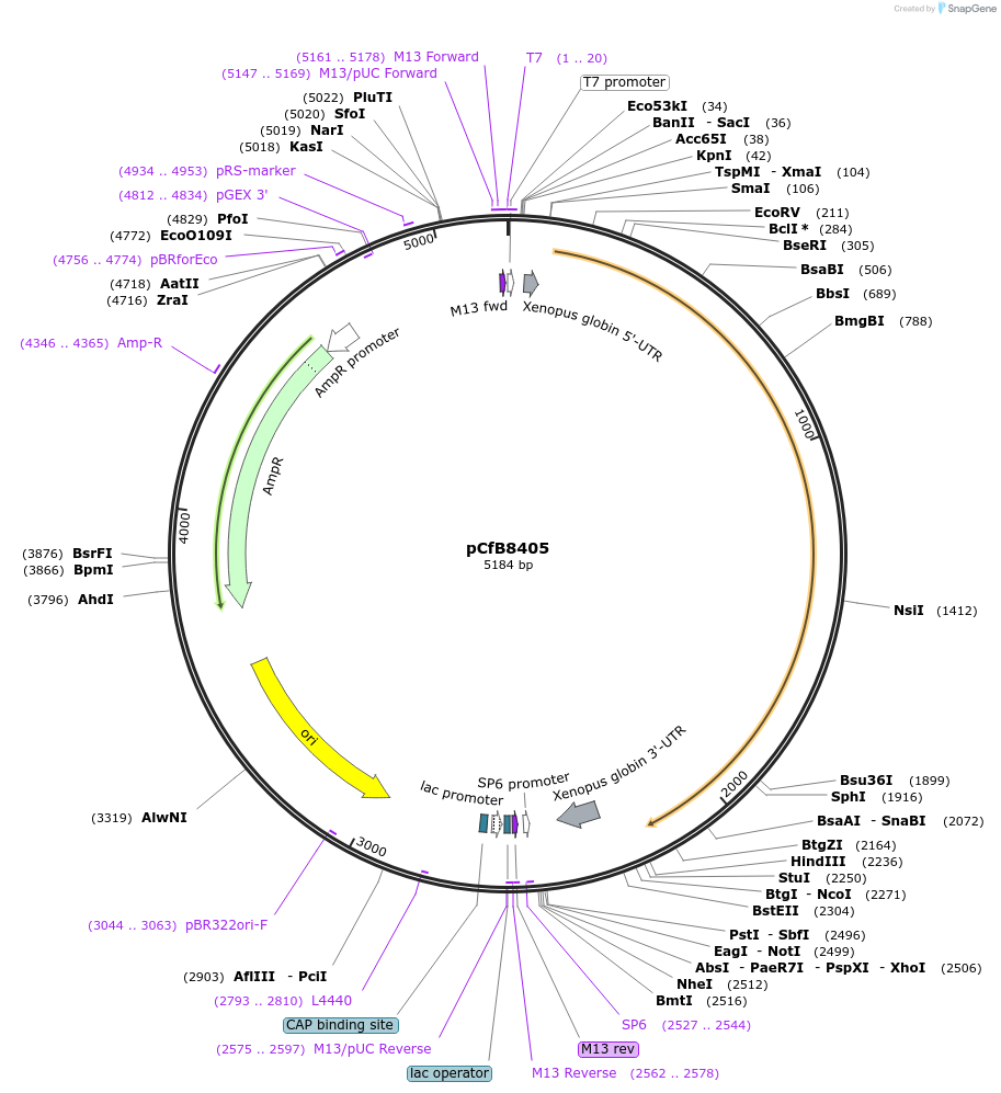 175212-plasmid-map-sequence-id-348007
