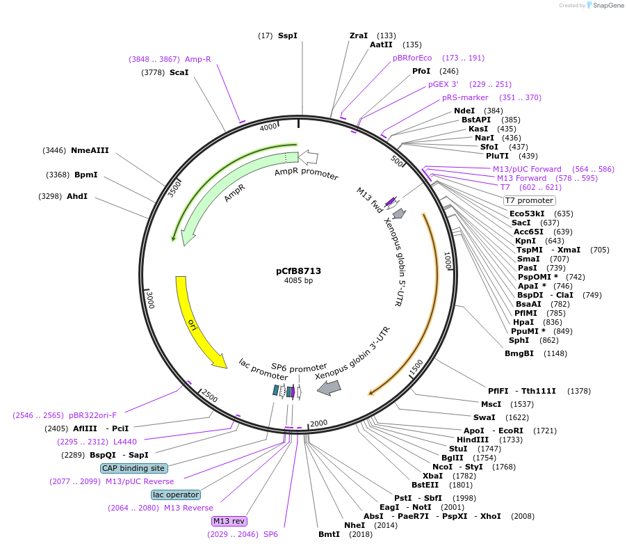 175226-plasmid-map-sequence-id-348008