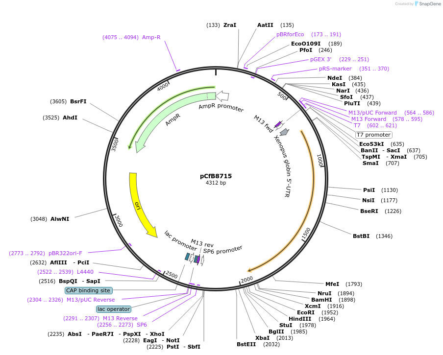 175231-plasmid-map-sequence-id-348009