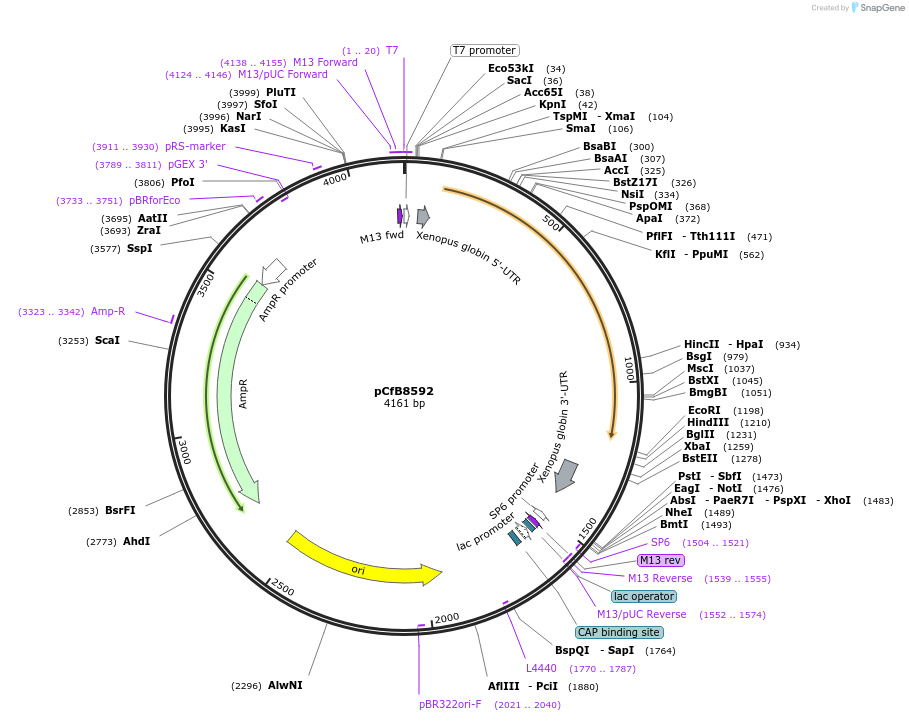 175230-plasmid-map-sequence-id-348010