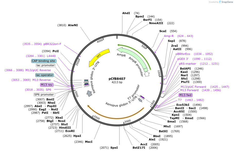 175214-plasmid-map-sequence-id-348011