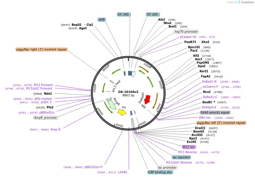 176082-plasmid-map-sequence-id-348021