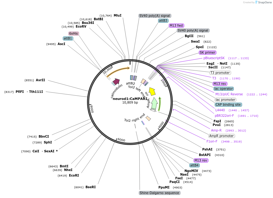 173479-plasmid-map-sequence-id-348036