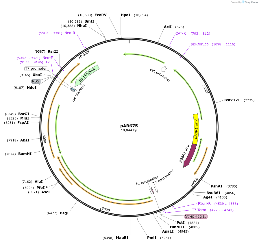 176578-plasmid-map-sequence-id-348046