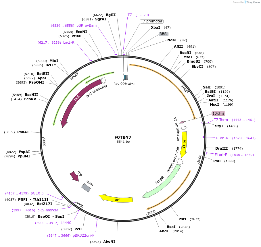 163245-plasmid-map-sequence-id-348048