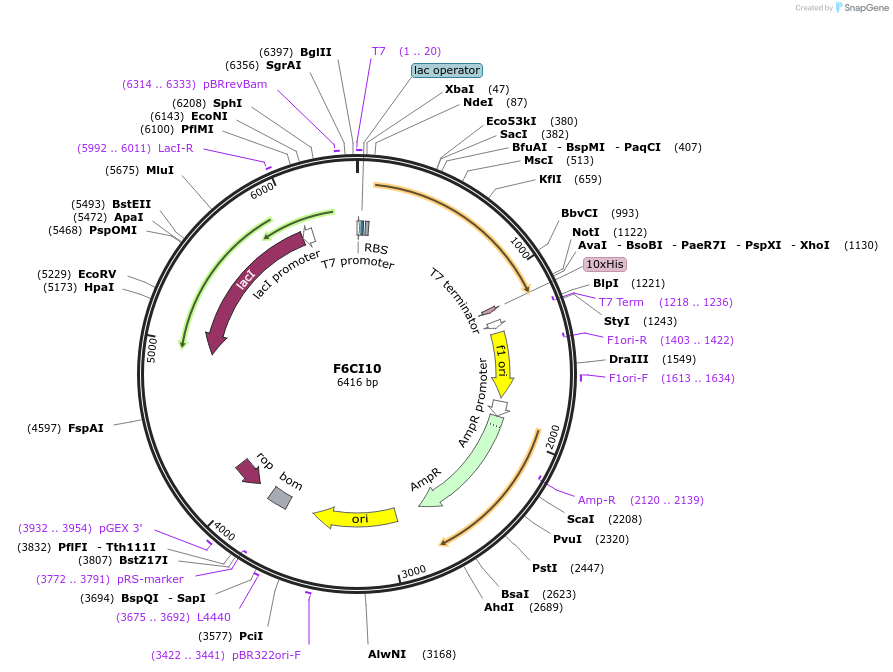 163276-plasmid-map-sequence-id-348071