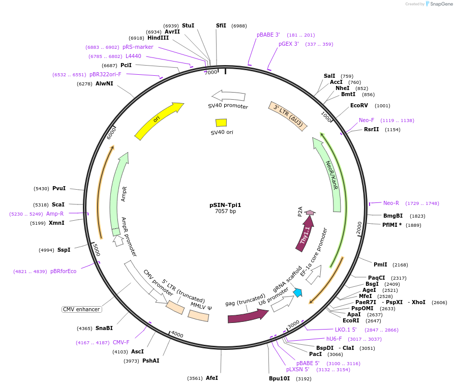 175940-plasmid-map-sequence-id-348093