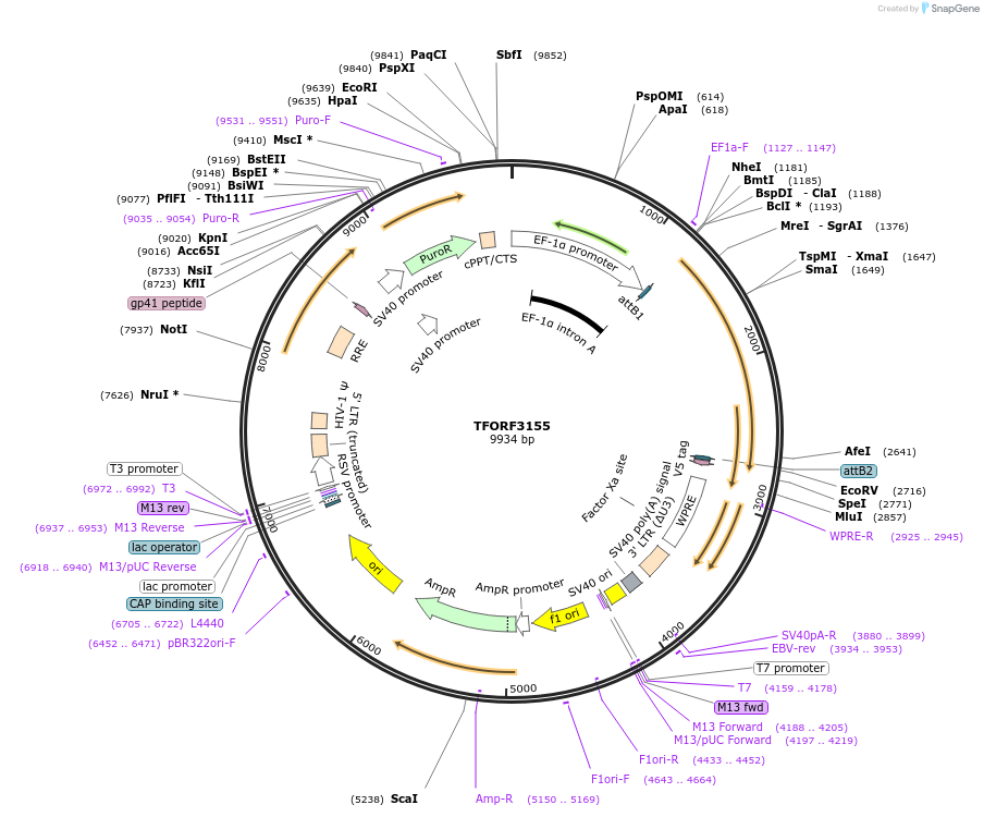 144631-plasmid-map-sequence-id-348116