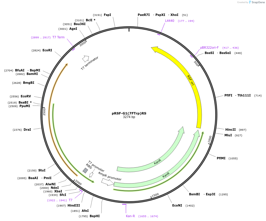 177310-plasmid-map-sequence-id-348117
