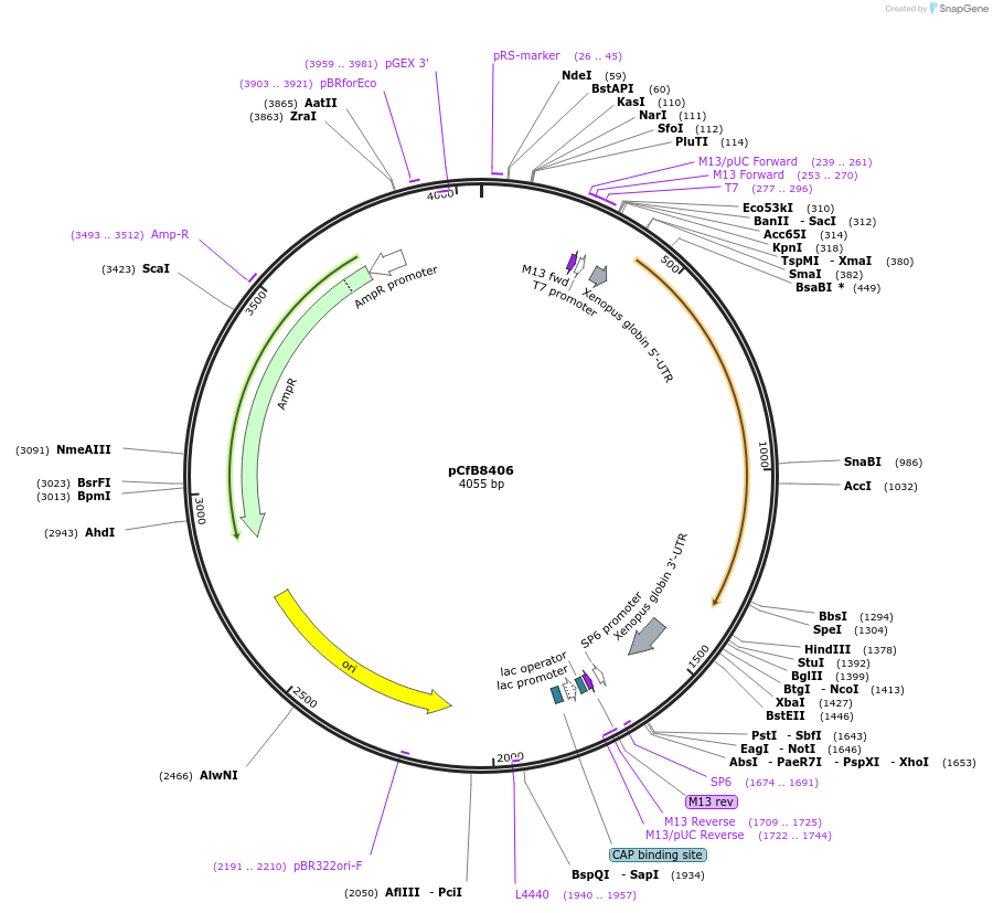 175213-plasmid-map-sequence-id-348139