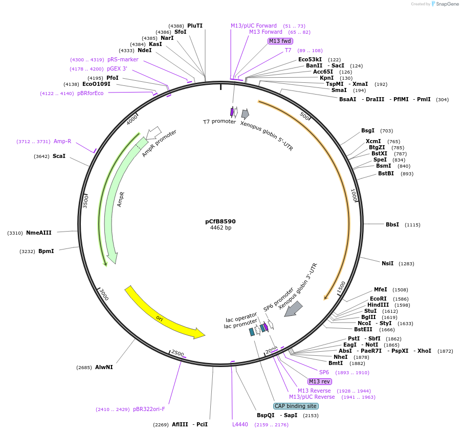 175227-plasmid-map-sequence-id-348140