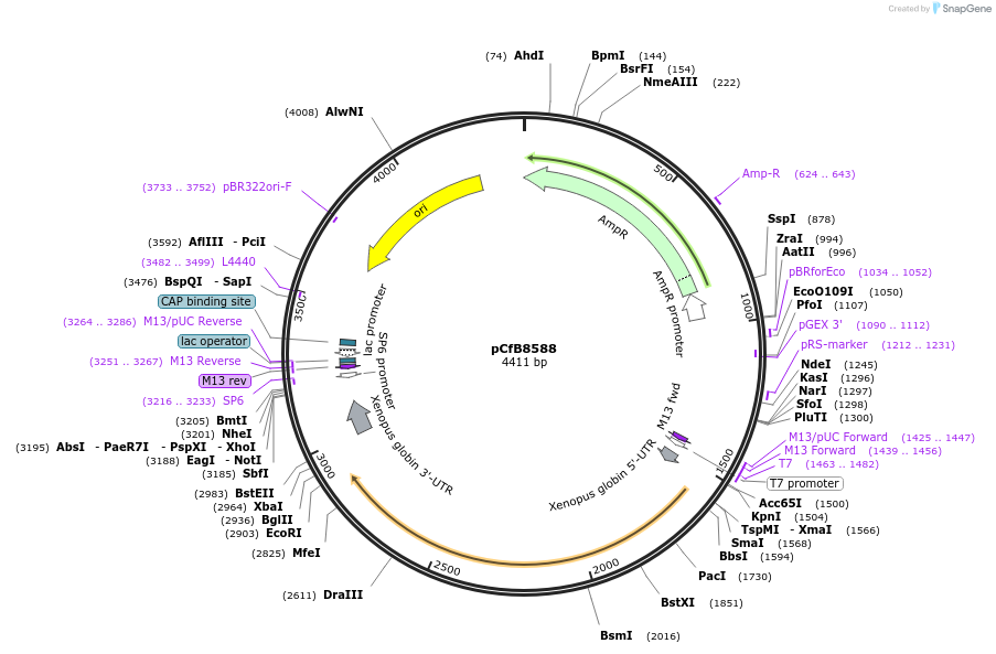 175220-plasmid-map-sequence-id-348143