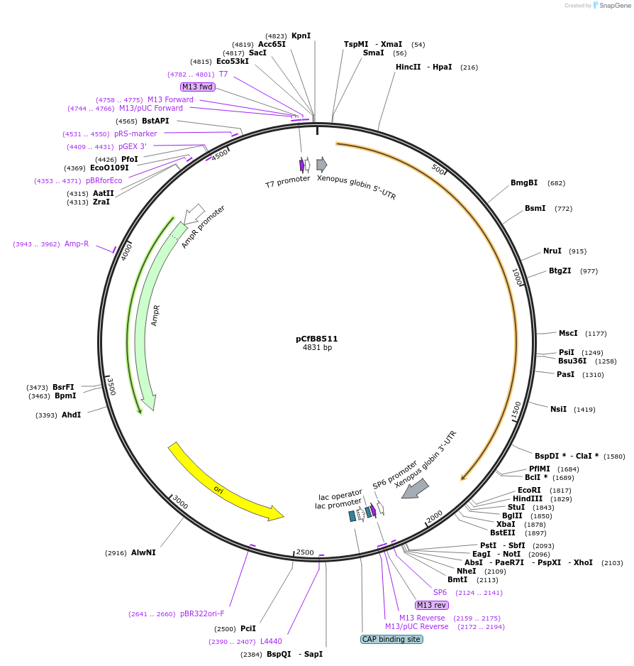 175217-plasmid-map-sequence-id-348144