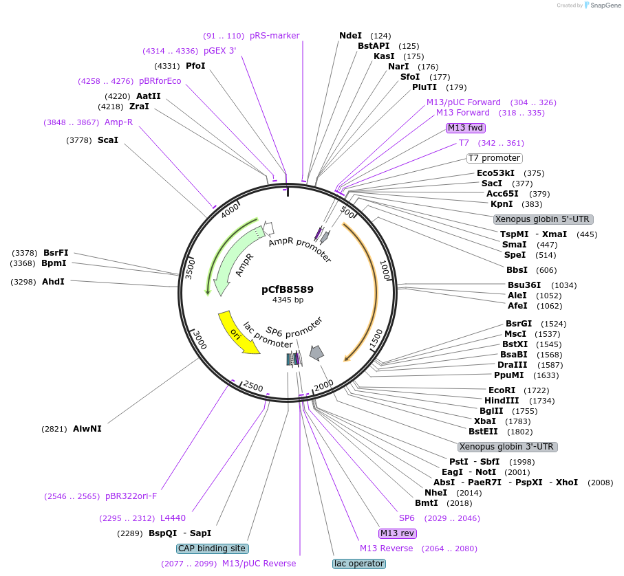175221-plasmid-map-sequence-id-348145