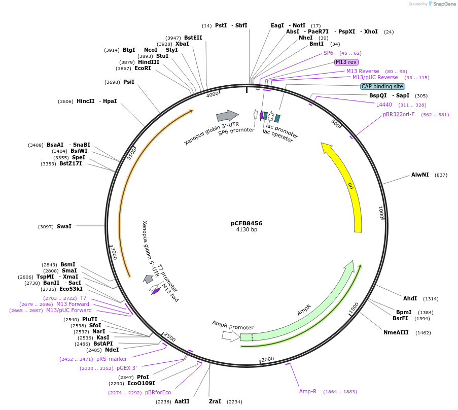175208-plasmid-map-sequence-id-348146