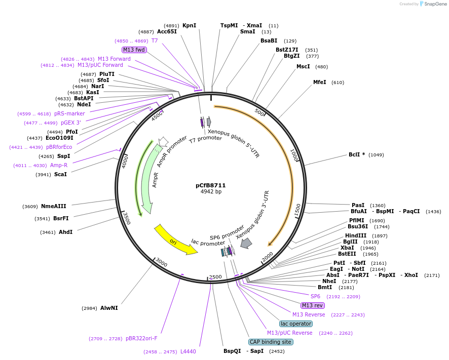 175225-plasmid-map-sequence-id-348148