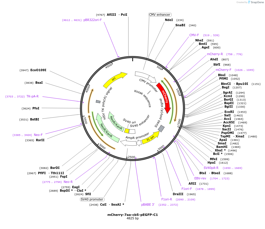 177407-plasmid-map-sequence-id-348154