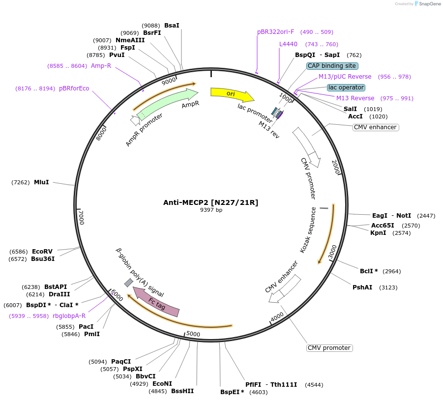 177518-plasmid-map-sequence-id-348157