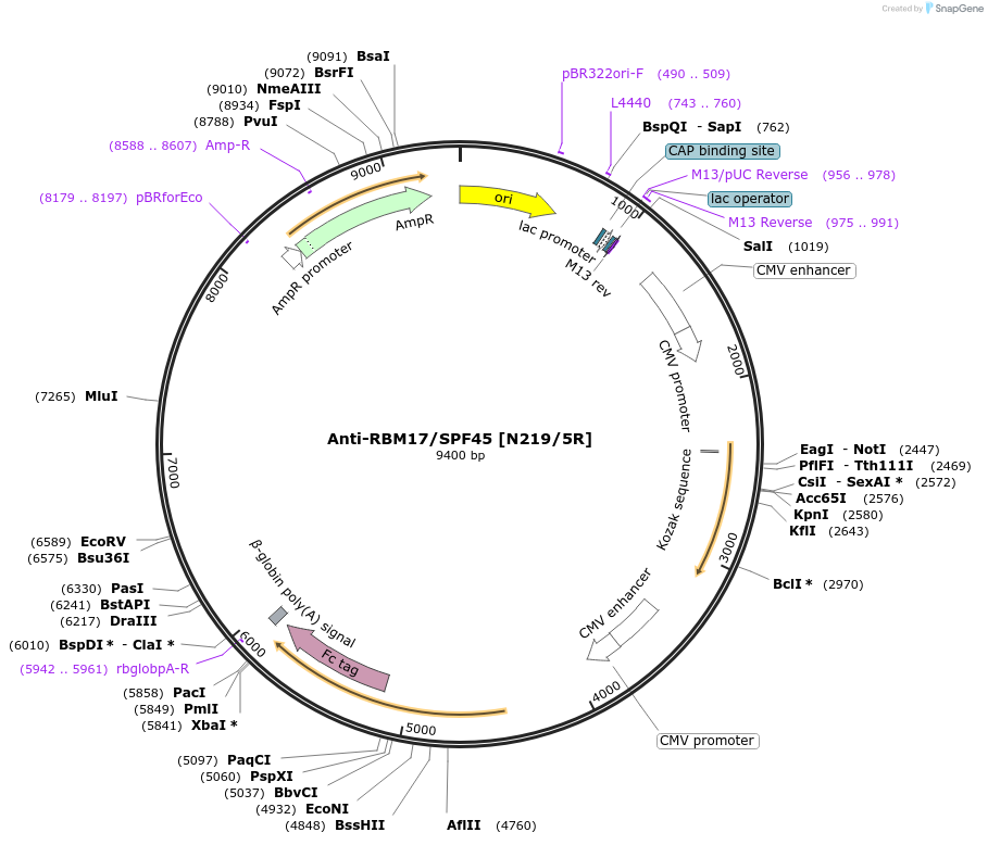 177515-plasmid-map-sequence-id-348162