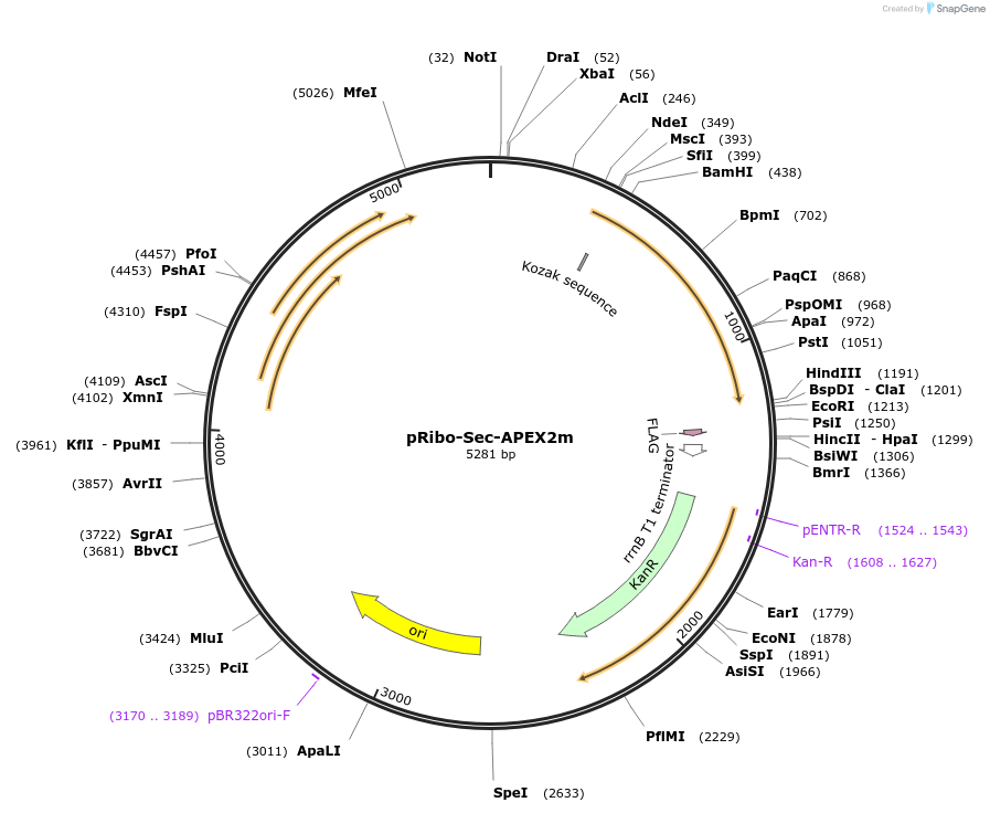 176844-plasmid-map-sequence-id-348177