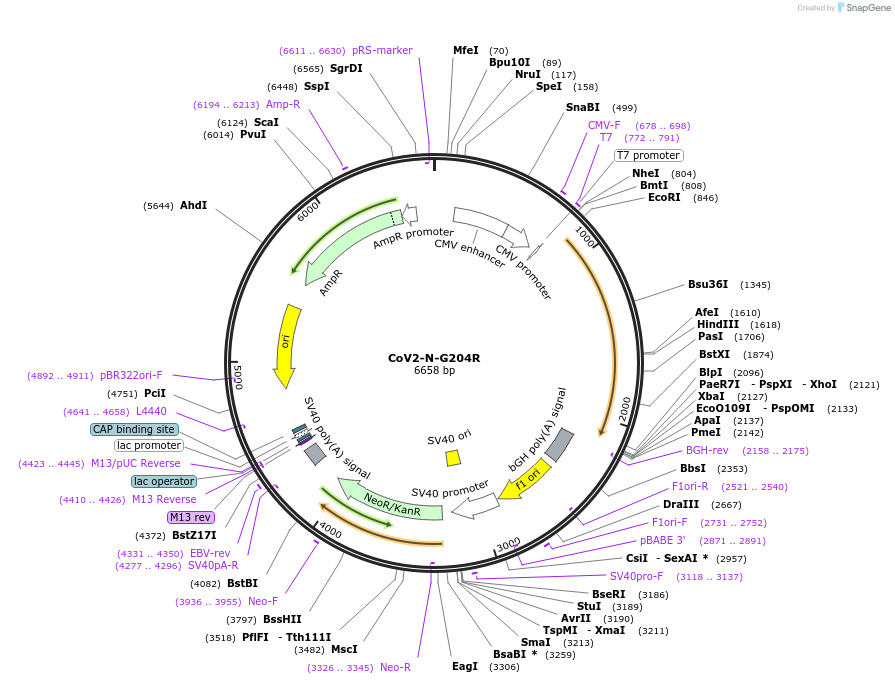 177953-plasmid-map-sequence-id-348180